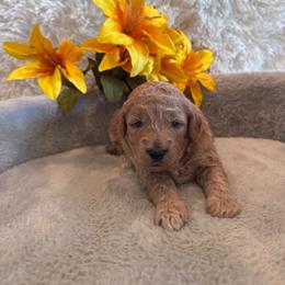 Remie - Apricot female Goldendoodle puppy in Bucyrus, Missouri from Hill Top Pomskies