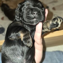 Cocker Spaniel Puppies from Kellie's Cocker Spaniels