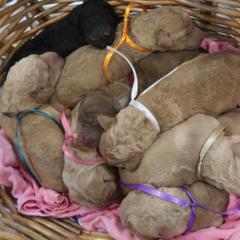 Double Doodles and Labradoodles from Mary's Crazy Double Doodle Doggies