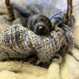 Timber - Black male Labrador Retriever puppy in Sweet Home, Oregon from Knotty Creek Labradors