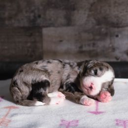 Bordoodle Puppies from 2J 2K Bordoodles