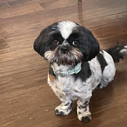Shih Tzus from Myers Country Pups