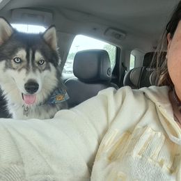 Rhythm - Siberian Husky