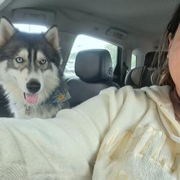 Rhythm - Siberian Husky