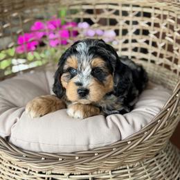 Fuzzy Navel - Blue merle male Aussiedoodle puppy in Grinnell, Iowa from Rural Iowa Aussies & Doodles