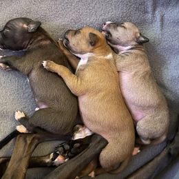 Italian Greyhound Puppies from Kentucky Greyhounds