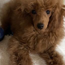 Zack - Red  male Poodle puppy in Hardinsburg, Indiana from KC Recherche'