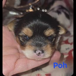 POH - Black tan and white male Biewer Terrier puppy in Modesto, California from Granny's yorkshire Terrier Modesto California