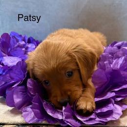 Golden Retriever puppies from Crimson Golden Retrievers