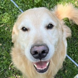 Iggy - Golden Retriever
