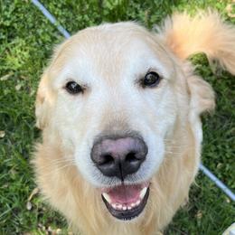 Iggy - Golden Retriever
