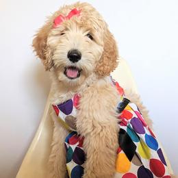 Goldendoodles from Texas Dapper Doodles