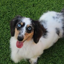 Blue - Dachshund
