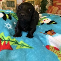 Esther - Black and tan female Dachshund puppy in Troup, Texas from Darling Doxies