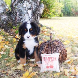 Hero - Black rust and white Bernese Mountain Dog puppy in Karlstad, Minnesota from Tami’s Heavenly Bernese