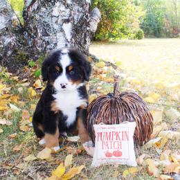 Hero - Black rust and white Bernese Mountain Dog puppy in Karlstad, Minnesota from Tami’s Heavenly Bernese