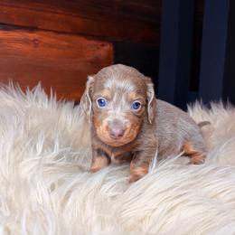 Petal - Fawn (isabella) and cream female Dachshund puppy in Washburn, Tennessee from Clinch Mountain Dachshunds