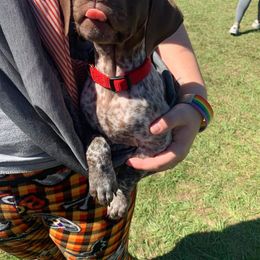 German Shorthaired Pointer and Jack Russell Terrier Puppies from Ivy Creek Kennels