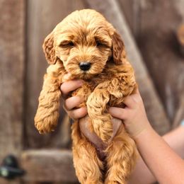 Pebbles - Red  female Goldendoodle puppy in Mohnton, Pennsylvania from Stony Meadow Puppies