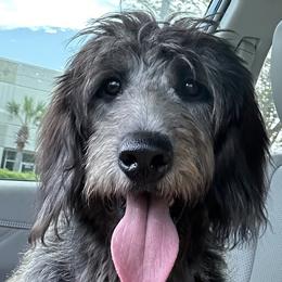 Rose - Black Goldendoodle puppy in Florida from Muddy Acre Pups