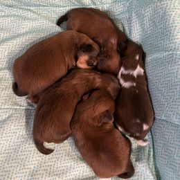 Shih Tzu Puppies from Garry's Shih Tzus