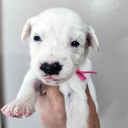 Pink - White and black female Dalmatian puppy in Gray, Georgia from Fuller Spots