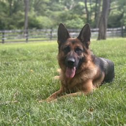 Beauty - German Shepherd