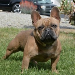 French Bulldogs from Ohanas Frenchies