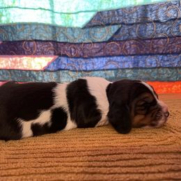 Girl 3 - Black brown and white female Basset Hound puppy in Noblesville, Indiana from Russell Bassets