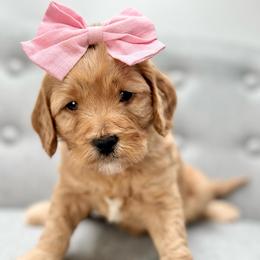 Breeze - Apricot female Goldendoodle puppy in Queen Creek, Arizona from Goldendoodle AZ