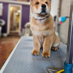 Chow Chow Puppies from Graystone Kennel