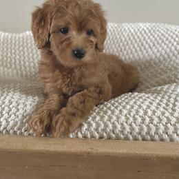 Bernedoodle, Goldendoodle, and Poodle Puppies from Central Valley Canine Companions