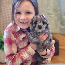 Cavapoo and Dachshund Puppies from Barnyard Dachshunds, Dals & Doodles
