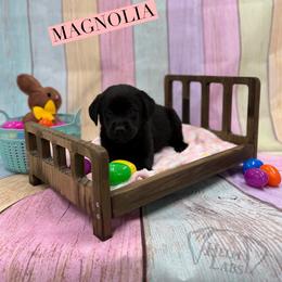 Magnolia - Black female Dilute Retriever puppy in Forest City, Iowa from Helm Labs
