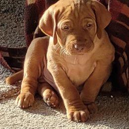 Vizsla Puppies from Laurie Kirwan