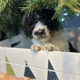 Honey - Yellow Girl - Parti Goldendoodle puppy in Erlanger, Kentucky from Life is Golden Doodles