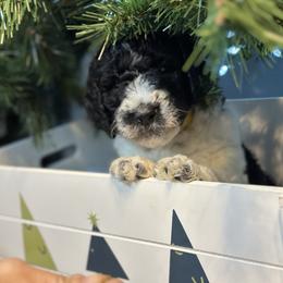Honey - Yellow Girl - Parti Goldendoodle puppy in Erlanger, Kentucky from Life is Golden Doodles
