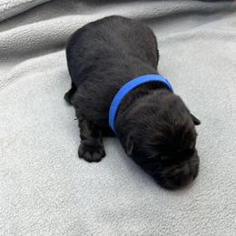 Boy 7 - Black male German Shepherd puppy in Sharon Grove, Kentucky from Julie’s Shepherds