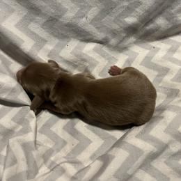 Chocolate and Tan Male - Chocolate and tan male Dachshund puppy in Gainesville, Florida from Mini Dots Mini Dachshunds