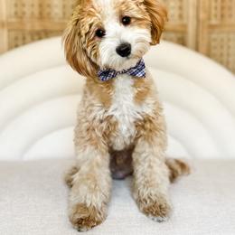 Goldendoodle puppies from Dashing Doodle Pups