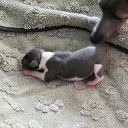 Italian Greyhound Puppies from Fisher Link