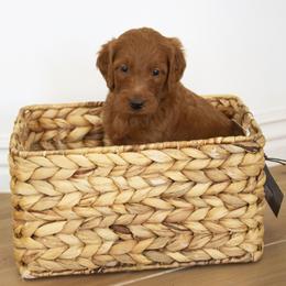Goldendoodle, Irish Doodle, Labradoodle, and Poodle Puppies from Desert Doodles