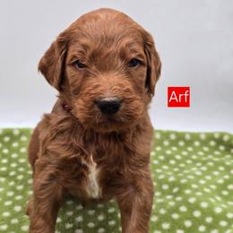 Arf - Red  male Goldendoodle puppy in Neillsville, Wisconsin from Granton Creek