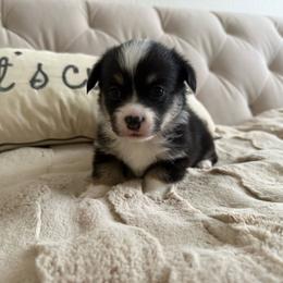 Prince - Black and tan male American Corgi puppy in Decatur, Texas from Bar S Corgis