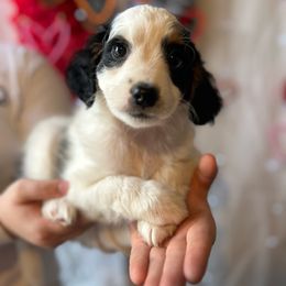 Harley - Black and white Bernedoodle puppy in Maryville, Missouri from M&M Mini Bernedoodles