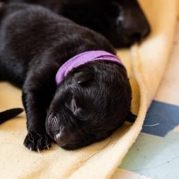 German Shepherd Puppies from MCX K9