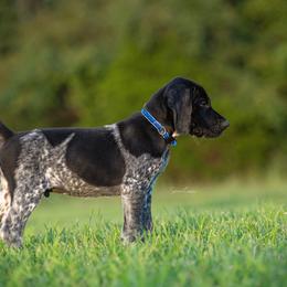 German Shorthaired Pointer and Vizsla Puppies from Nosam Kennels