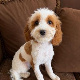 Annie - Blenheim female Cavapoo puppy in Lewiston, Utah from Country Pups Cavaliers
