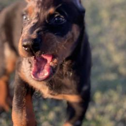 Beauceron and Doberman Pinscher Puppies from Elitehaus
