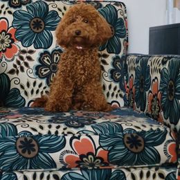 Duchess - Poodle